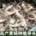 黄精种植新鲜鸡头黄精种苗药材黄金苗非九蒸九晒老虎姜种子