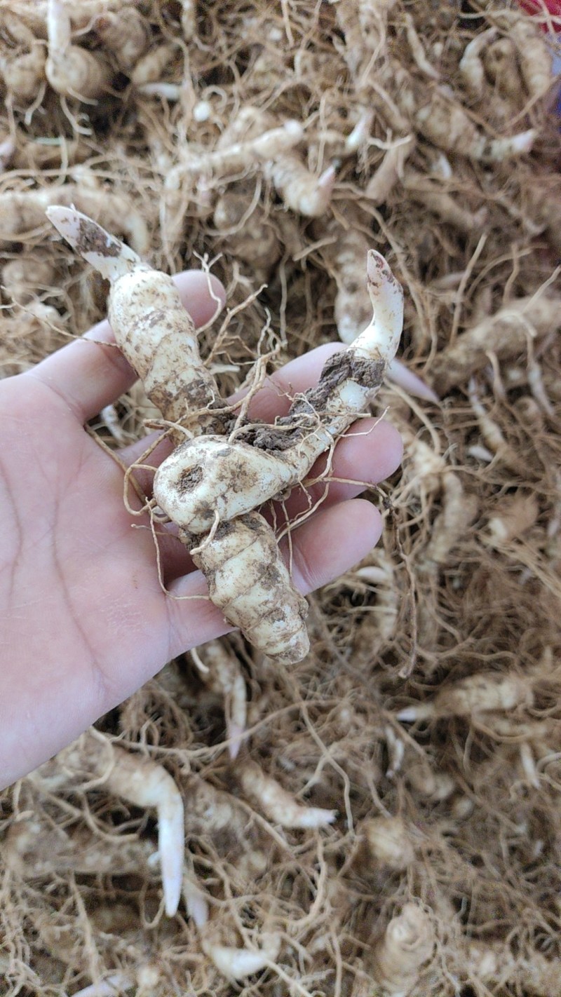 黄精种植新鲜鸡头黄精种苗药材黄金苗非九蒸九晒老虎姜种子