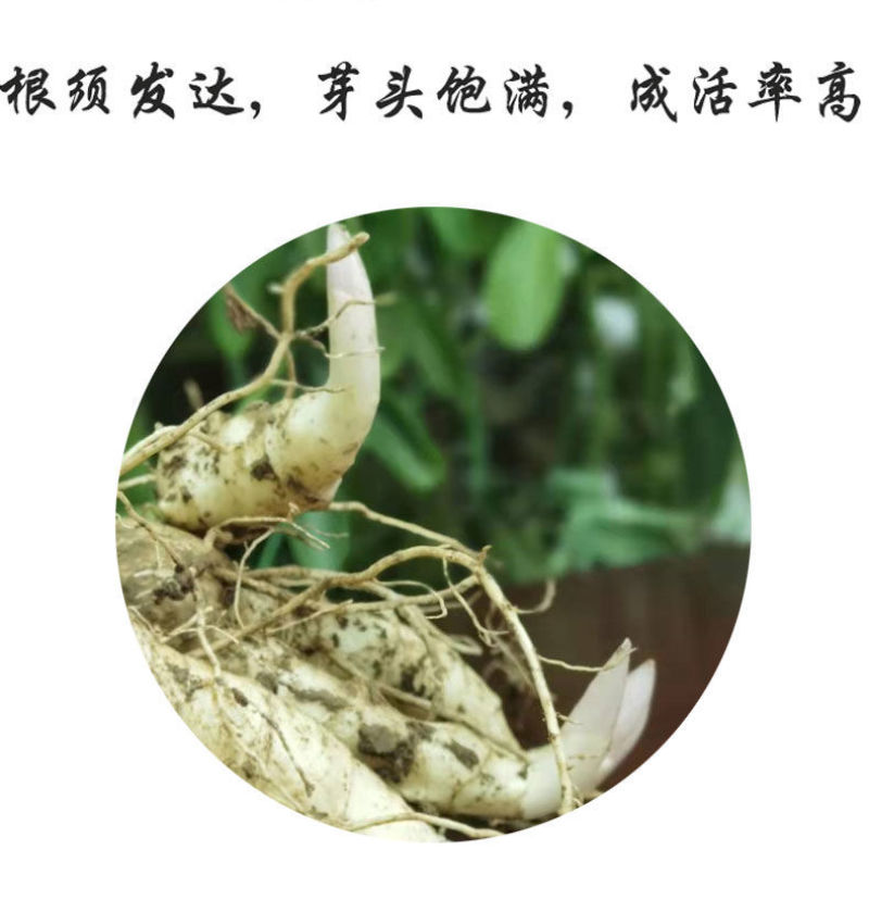 黄精种植新鲜鸡头黄精种苗药材黄金苗非九蒸九晒老虎姜种子
