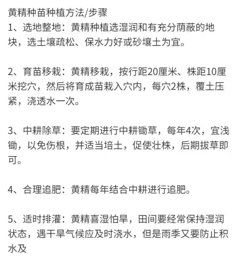 黄精种植新鲜鸡头黄精种苗药材黄金苗非九蒸九晒老虎姜种子