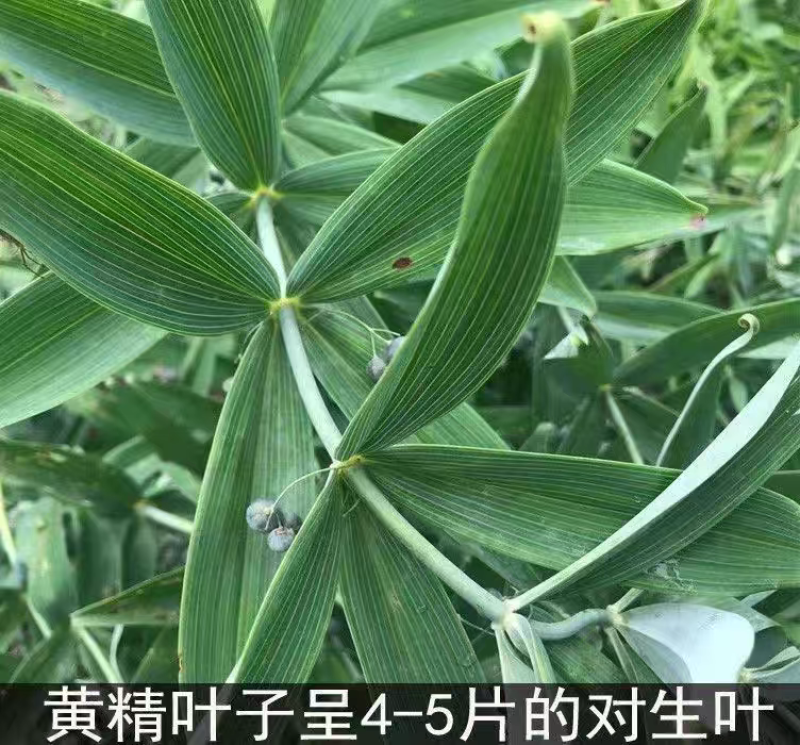 黄精种植新鲜鸡头黄精种苗药材黄金苗非九蒸九晒老虎姜种子