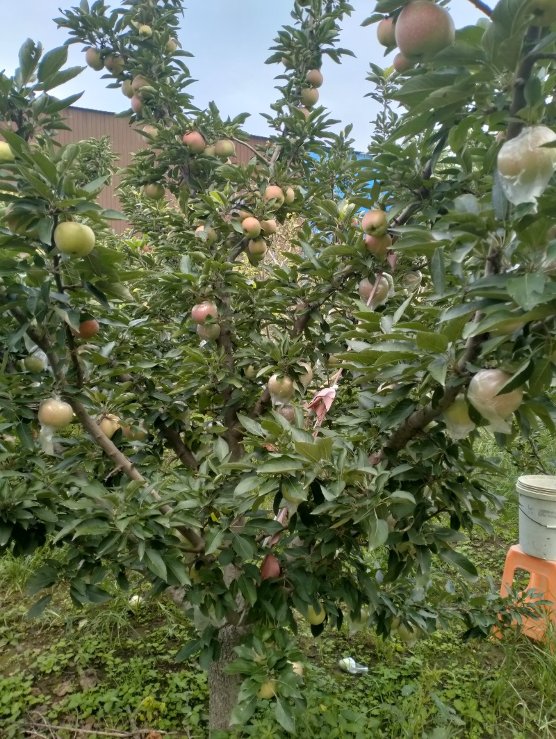 红星黄香蕉苹果便宜出售