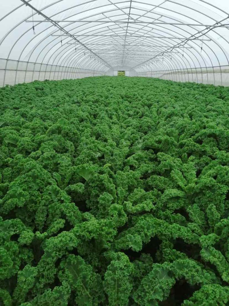 羽衣甘蓝农户一手货源保质保量供货批发零售