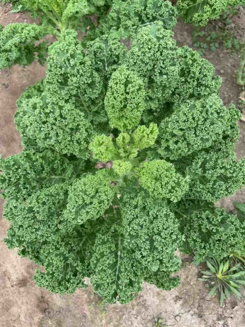 羽衣甘蓝农户一手货源保质保量供货批发零售