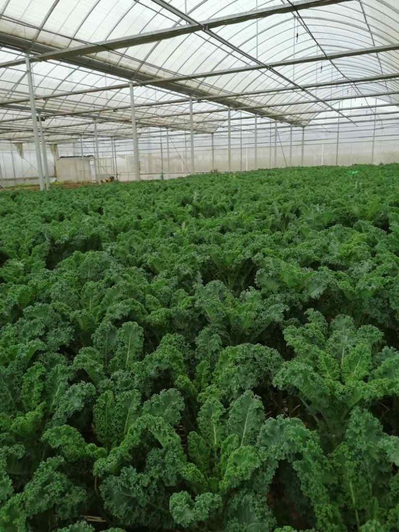 羽衣甘蓝农户一手货源保质保量供货批发零售