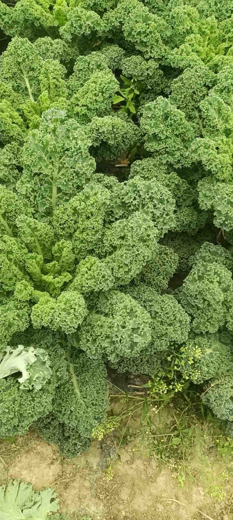 羽衣甘蓝农户一手货源保质保量供货批发零售