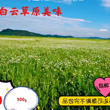 内蒙特产野生麻麻花也野葱花扎蒙花