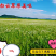 内蒙特产野生麻麻花也野葱花扎蒙花