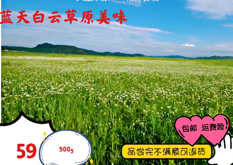 内蒙特产野生麻麻花也野葱花扎蒙花