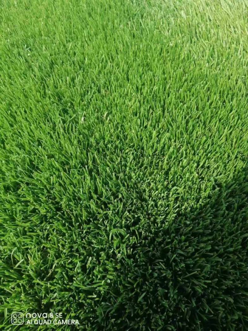 早熟禾平草，基地直发，量大从优，各种规格齐全，欢迎咨询