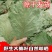 槲叶大粽叶包粽子菠萝叶伯乐叶饼晾干粽叶家用大号***