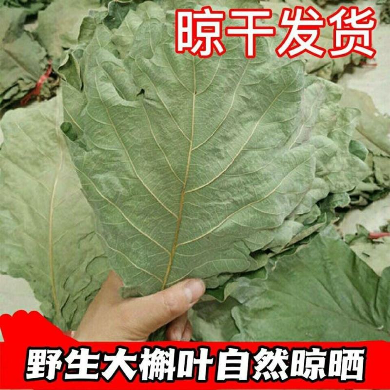 槲叶大粽叶包粽子菠萝叶伯乐叶饼晾干粽叶家用大号***