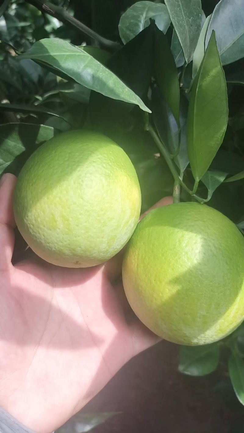 冰糖橙