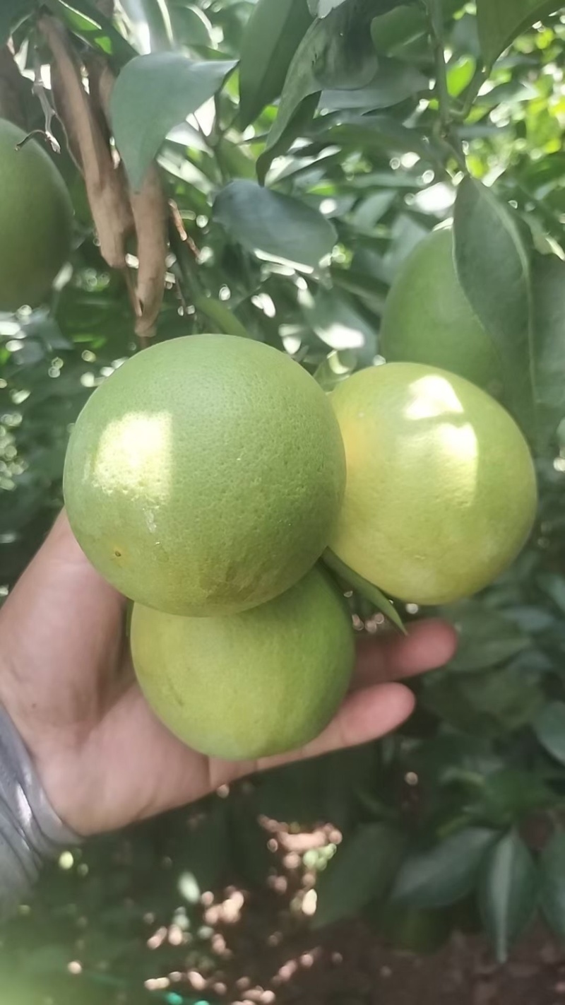 冰糖橙