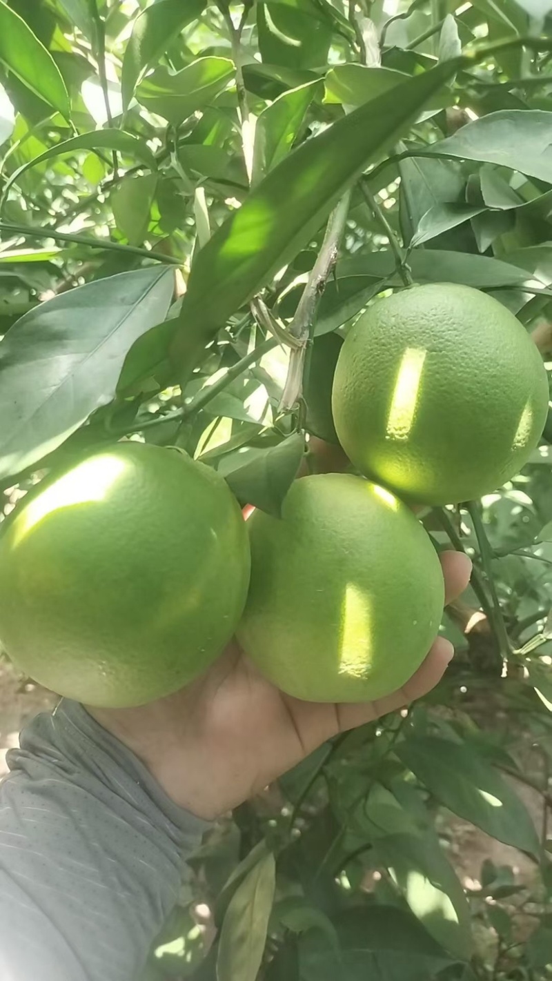 冰糖橙