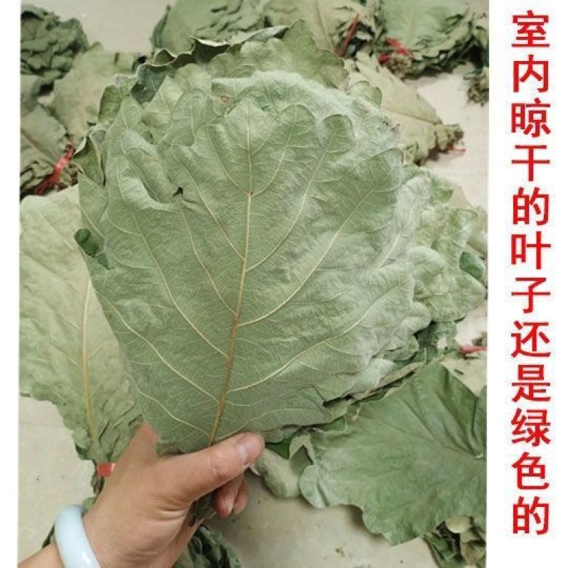 槲叶大粽叶包粽子菠萝叶伯乐叶饼晾干粽叶家用大号***