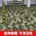 槲叶大粽叶包粽子菠萝叶伯乐叶饼晾干粽叶家用大号***