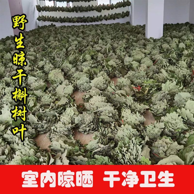 槲叶大粽叶包粽子菠萝叶伯乐叶饼晾干粽叶家用大号***