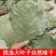 槲叶大粽叶包粽子菠萝叶伯乐叶饼晾干粽叶家用大号***