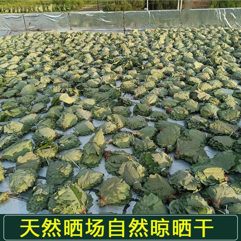 槲叶大粽叶包粽子菠萝叶伯乐叶饼晾干粽叶家用大号***
