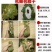 槲叶大粽叶包粽子菠萝叶伯乐叶饼晾干粽叶家用大号***