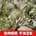 槲叶大粽叶包粽子菠萝叶伯乐叶饼晾干粽叶家用大号***