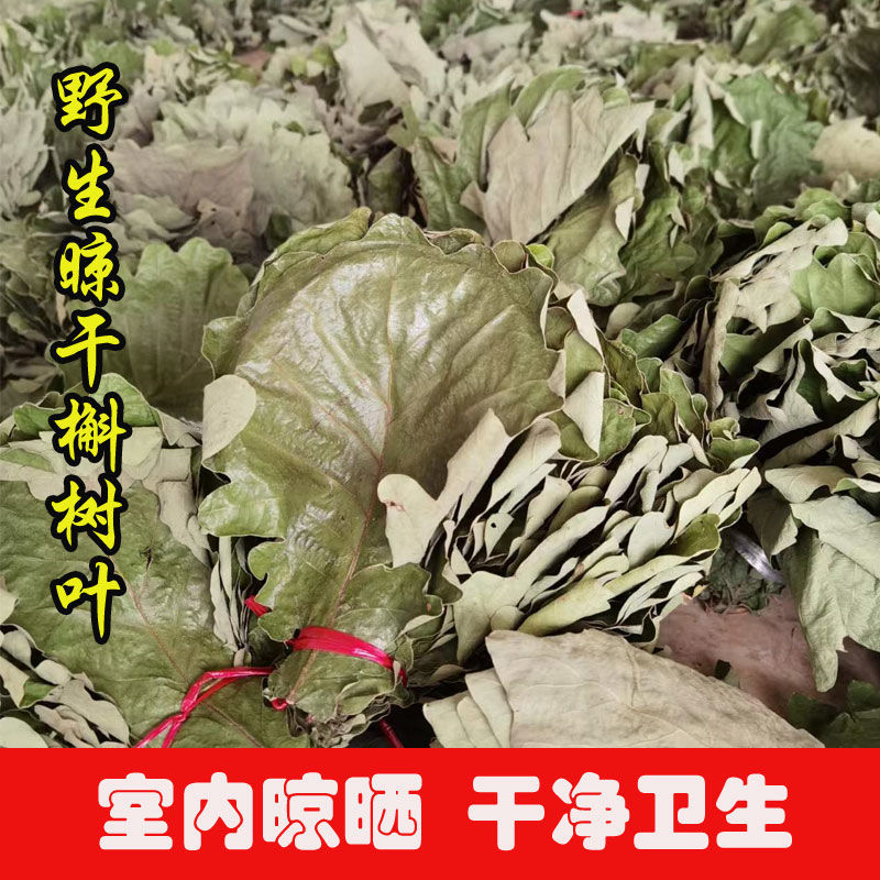 槲叶大粽叶包粽子菠萝叶伯乐叶饼晾干粽叶家用大号***