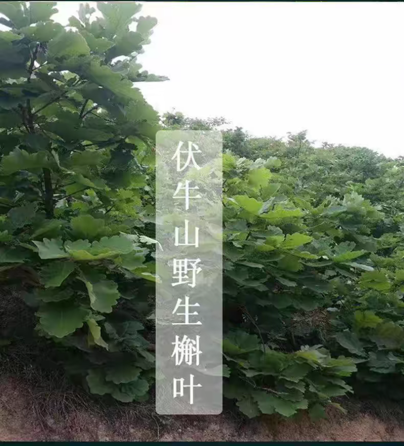 槲叶大粽叶包粽子菠萝叶伯乐叶饼晾干粽叶家用大号***