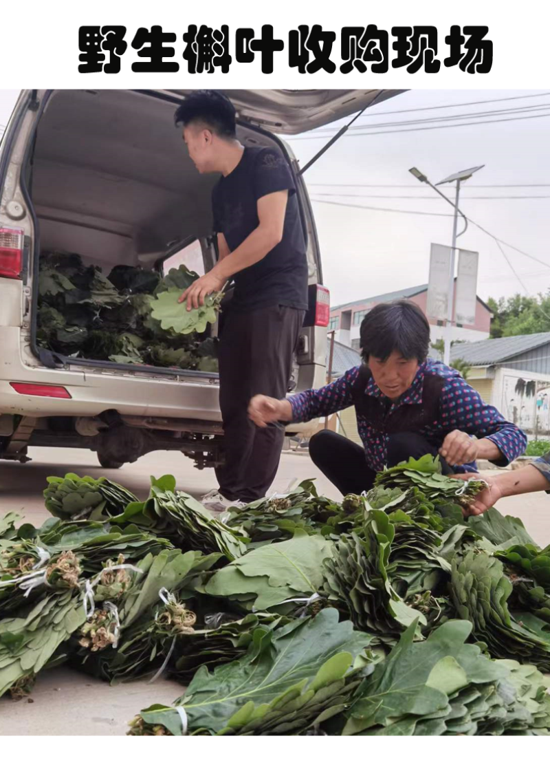 槲叶大粽叶包粽子菠萝叶伯乐叶饼晾干粽叶家用大号***