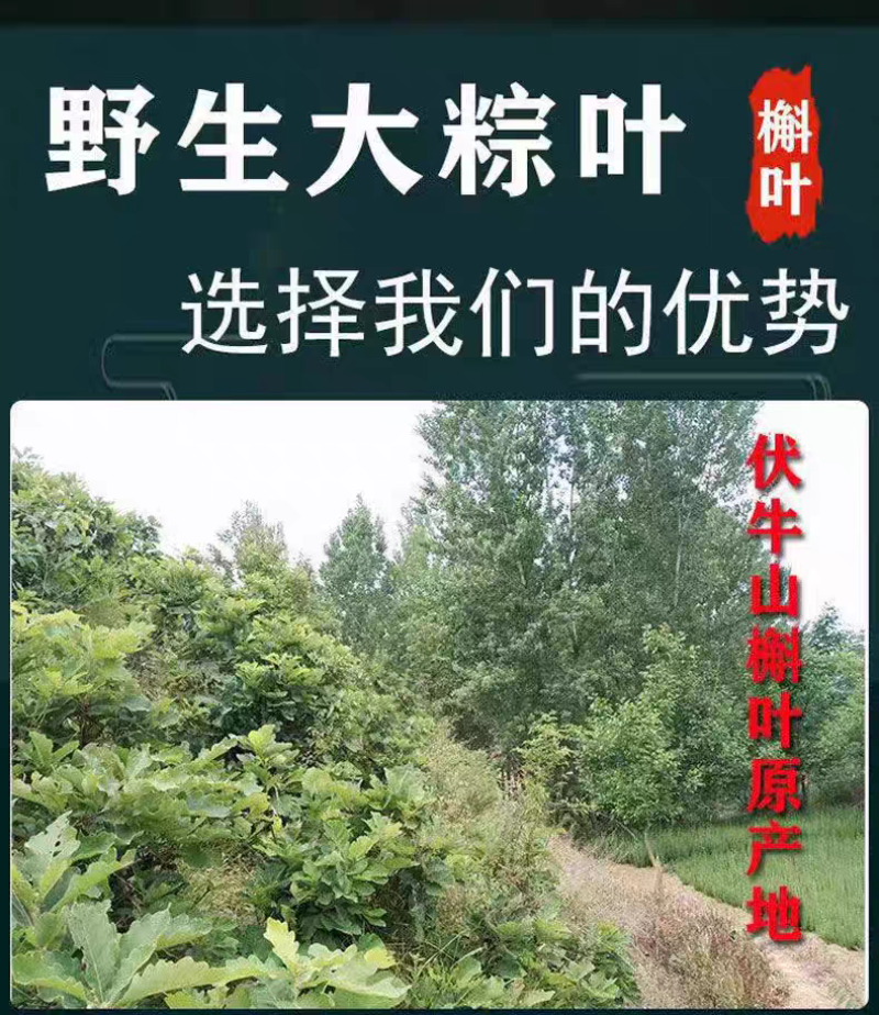 槲叶大粽叶包粽子菠萝叶伯乐叶饼晾干粽叶家用大号***