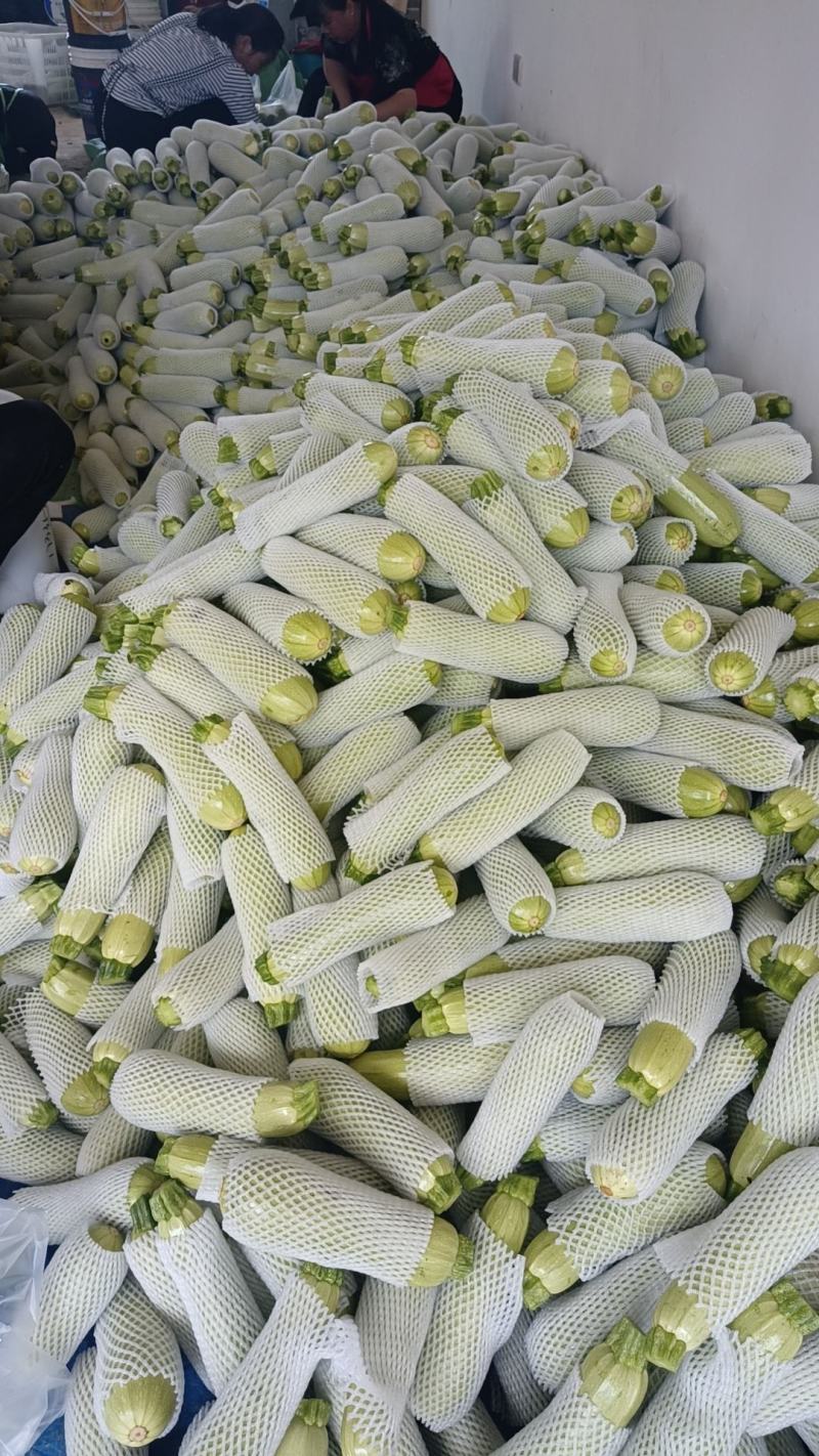 云南西葫芦