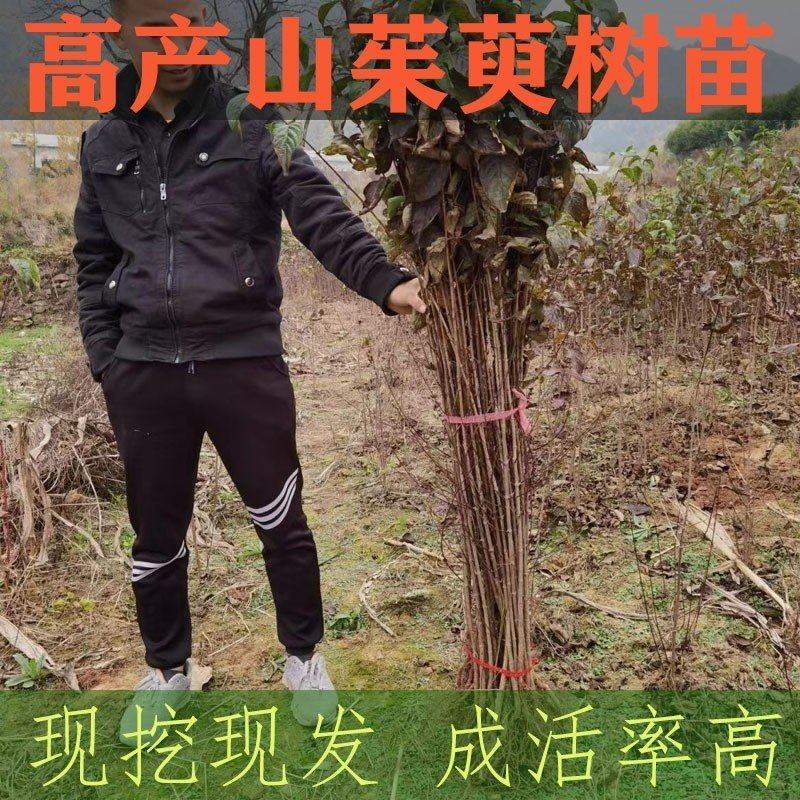 山茱萸树苗野生山萸肉枣皮苗河南药枣中药材种植种苗盆栽非嫁