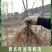 山茱萸树苗野生山萸肉枣皮苗河南药枣中药材种植种苗盆栽非嫁