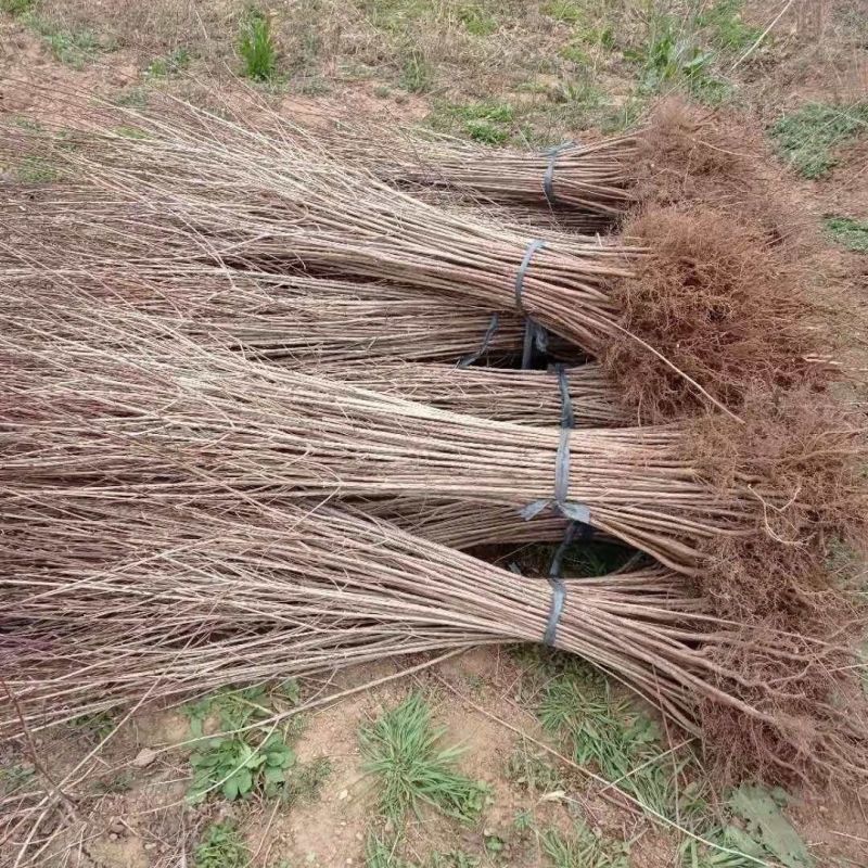 山茱萸树苗野生山萸肉枣皮苗河南药枣中药材种植种苗盆栽非嫁