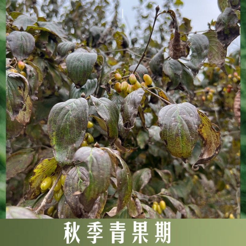 山茱萸树苗野生山萸肉枣皮苗河南药枣中药材种植种苗盆栽非嫁
