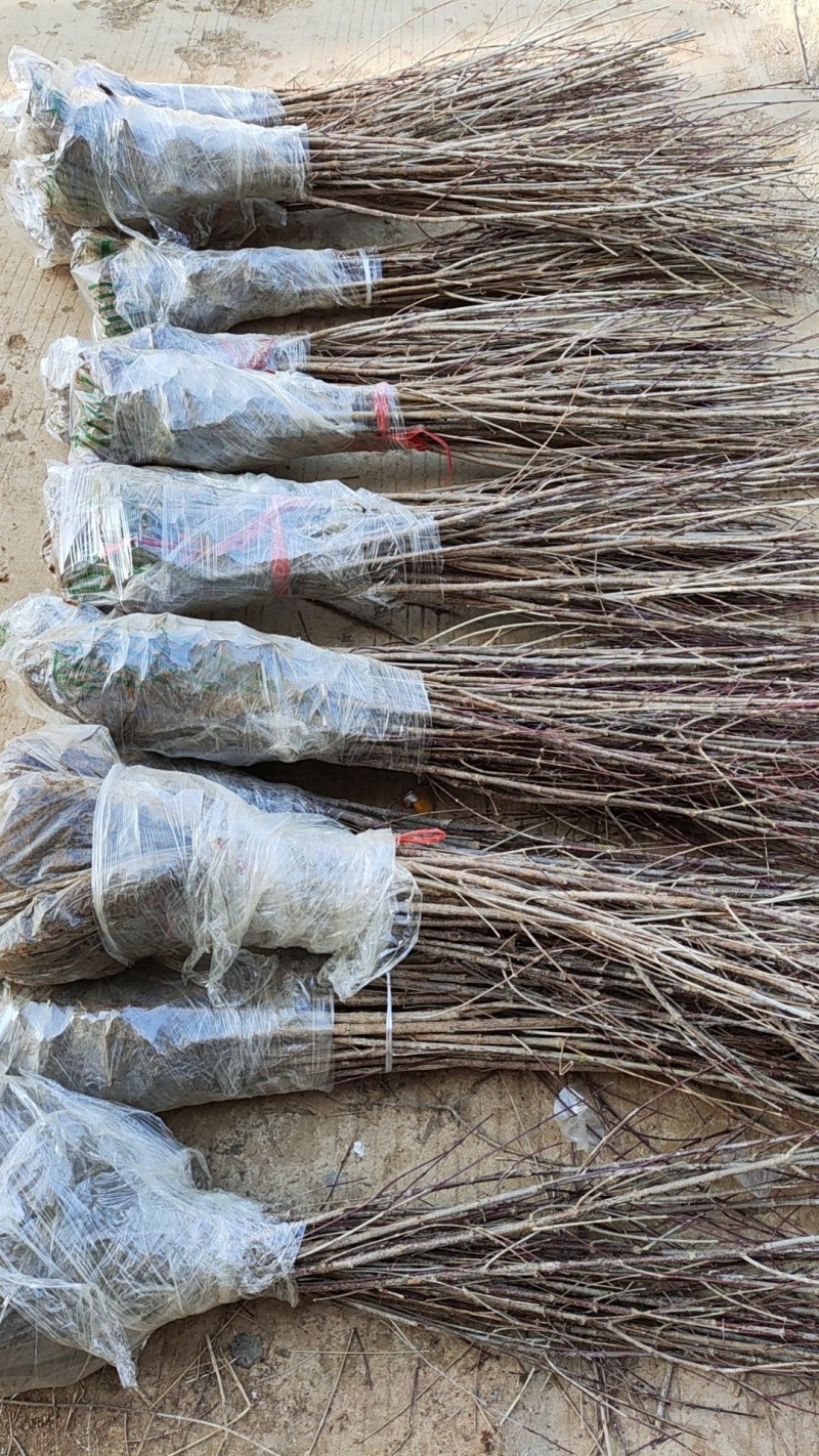 山茱萸树苗野生山萸肉枣皮苗河南药枣中药材种植种苗盆栽非嫁