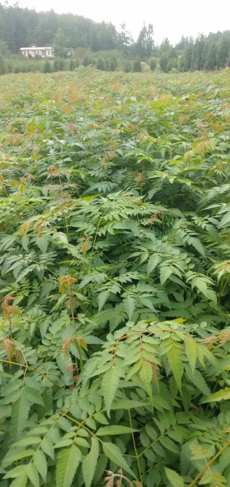 栾树苗苗场直发品质保证提供技术支持欢迎来电咨询