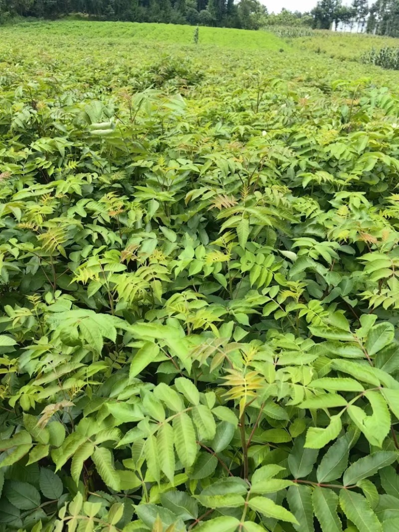 栾树苗苗场直发品质保证提供技术支持欢迎来电咨询