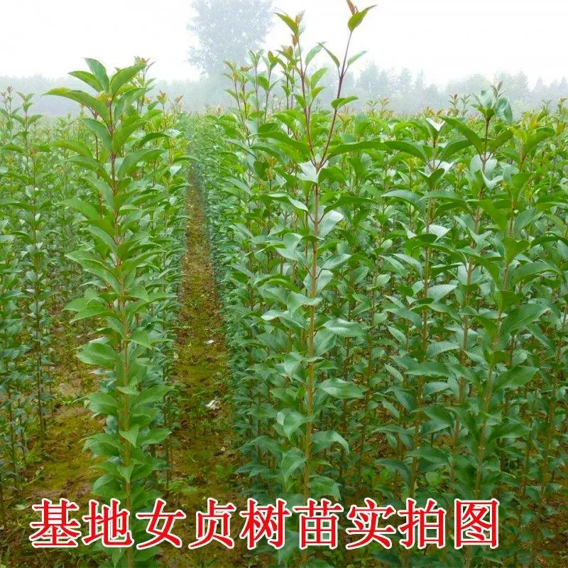 大叶女贞湖北大叶女贞苗苗圃直发规格齐全量大从优