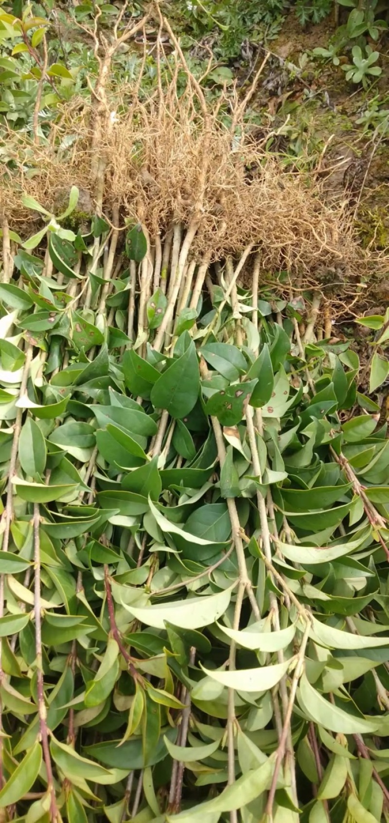 大叶女贞湖北大叶女贞苗苗圃直发规格齐全量大从优