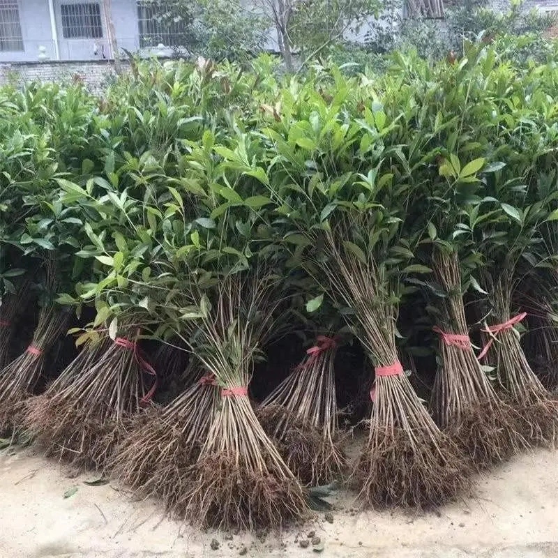 大叶女贞湖北大叶女贞苗苗圃直发规格齐全量大从优