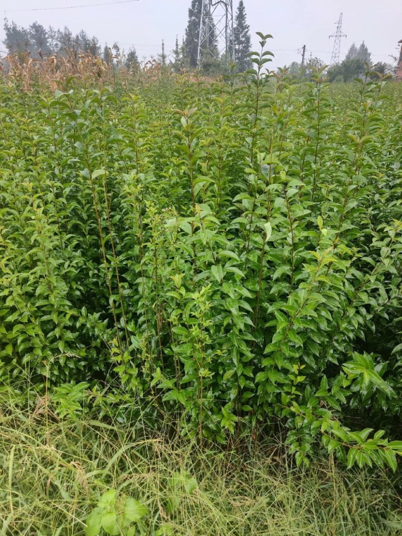 大叶女贞湖北大叶女贞苗苗圃直发规格齐全量大从优