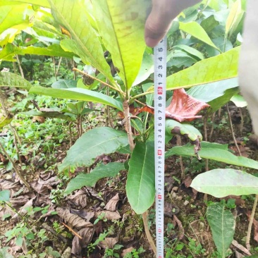 厚朴苗大量供应规格齐全品质保证提供技术支持