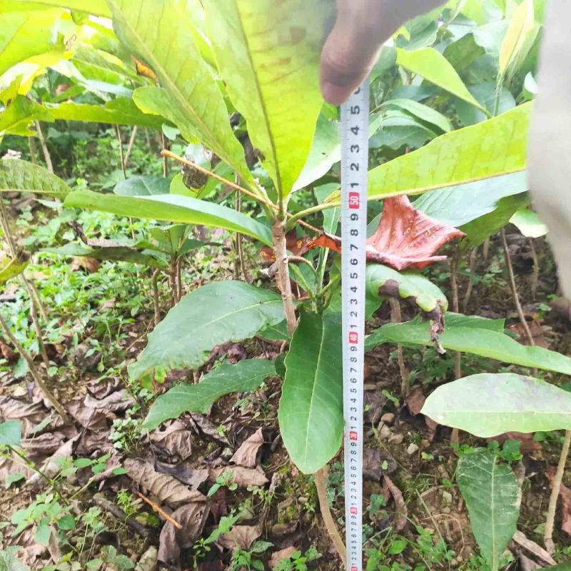厚朴苗大量供应规格齐全品质保证提供技术支持