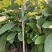 厚朴苗大量供应规格齐全品质保证提供技术支持
