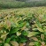 厚朴苗大量供应规格齐全品质保证提供技术支持