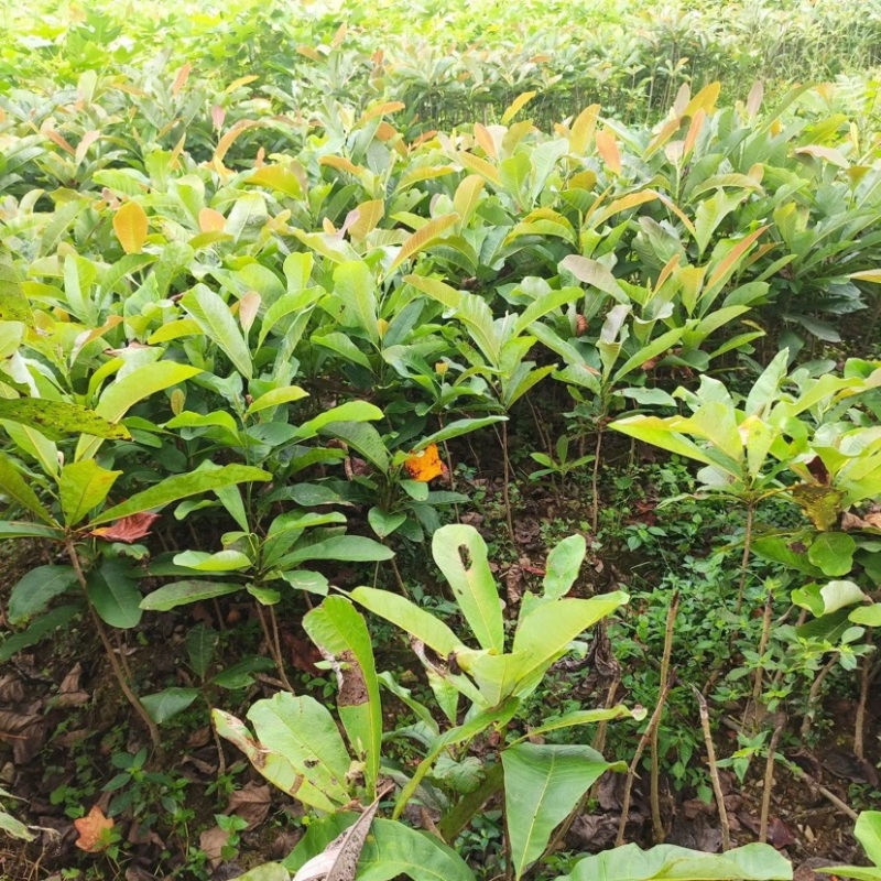厚朴苗大量供应规格齐全品质保证提供技术支持