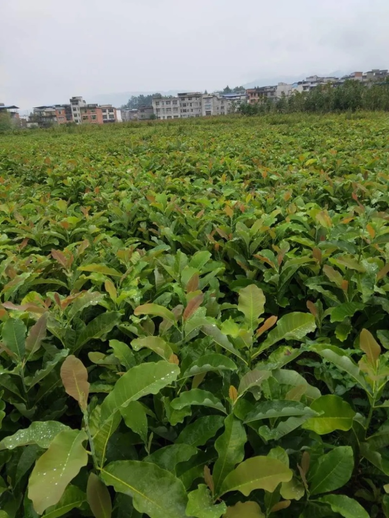 厚朴苗大量供应规格齐全品质保证提供技术支持