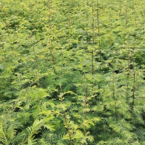 【杉树苗】湖北水衫苗大量供应品质保证免费提供技术