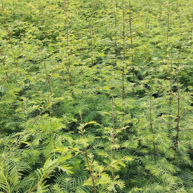 【杉树苗】湖北水衫苗大量供应品质保证免费提供技术